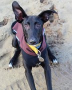 honden foto van ELni