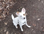 honden foto van Lilylover