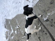 honden foto van silvia