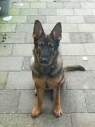 honden foto honden foto van Marianne