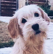 honden foto van Heleen