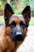 honden foto van Elly & Sasha