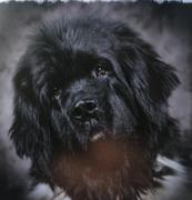 honden foto van Amber