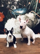 honden foto van Rakker en Tokio