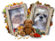 honden foto van snoesje