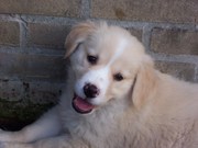 honden foto honden foto van Cas