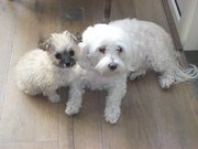 honden foto van chimay