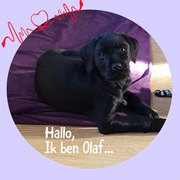 honden foto van Ollie