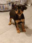 honden foto van yannick