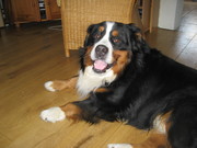 honden foto van Mary Lugthart