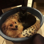 honden foto van Nadine 