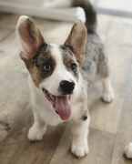 honden foto van Kenzocorgi