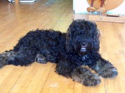 honden foto van Joke