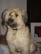honden foto van dorien