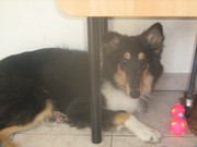 honden foto honden foto van amelie