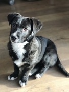 honden foto van Daniëlle en Flip