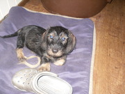 honden foto van petra