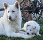 honden foto van Funny