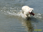 honden foto honden foto van Jan-Willem