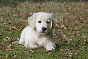honden foto van Willeke Hop