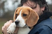 honden foto honden foto van Mylo de beagle
