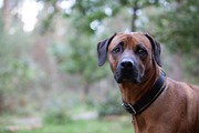 honden foto van fam schouten