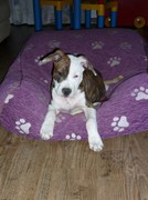 honden foto van Dominique