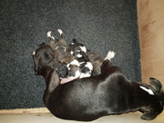 honden foto van Josje