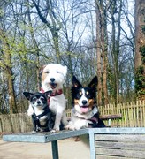 honden foto van Milou