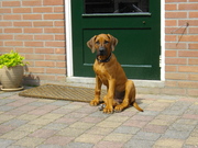 honden foto van Hilde