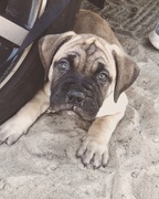 honden foto van chantal