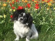 honden foto van Andrea