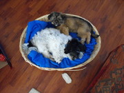 honden foto van Dina en Beer