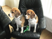 honden foto van Rox&Raf