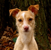 honden foto honden foto van Lois en Kyra