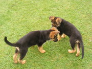 honden foto van Peter