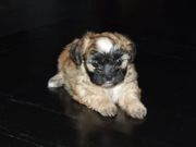 honden foto van jenske