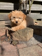 honden foto van Yoda