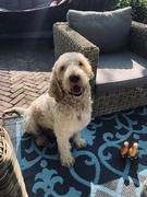 honden foto van Hannah