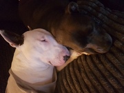 honden foto honden foto van Joyce