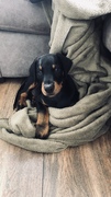 honden foto van Shelly van Amerongen