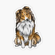 honden foto van Sheltie
