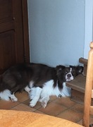 honden foto van Aiko12