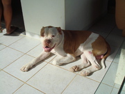 honden foto van Mack en Janny