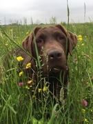 honden foto van Luna