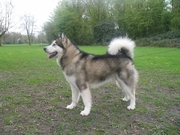 honden foto van Hans Bosmann