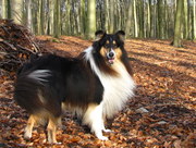 honden foto van Enzo