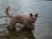 honden foto van Navtsi0479