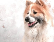 honden foto van Yass