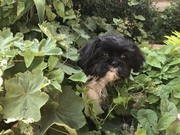 honden foto van Molly Ranomi